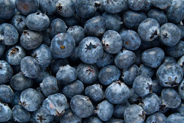 Organic Blueberry Background Fresh Bilberries Background Freshly Picked Blueberries Close — Stock Photo, Image