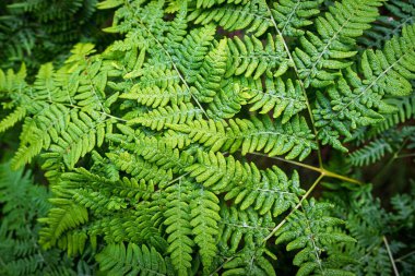Doğanın güzelliğini, yemyeşil eğreltiotu yapraklarıyla keşfedin. Botanik çalışmaları ve doğa temalı projeler için ideal olan bu resim, arka plan ve tasarımlar için canlandırıcı bir dokunuş sağlar..