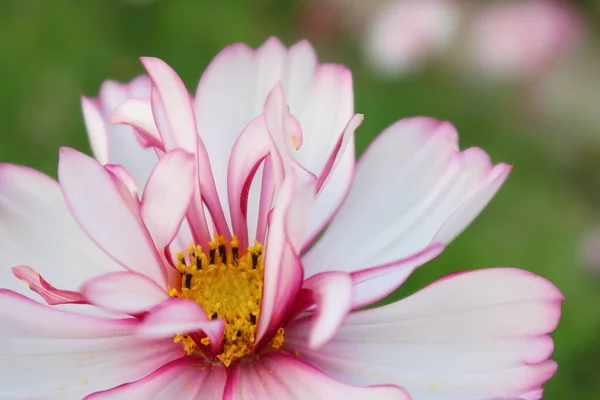 Primo Piano Con Fiori Bianchi Sfondo Floreale Tempo Fioritura Nella — Foto Stock