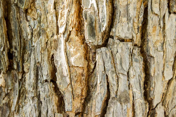 Tree Bark Texture Use Background — Stock Photo, Image