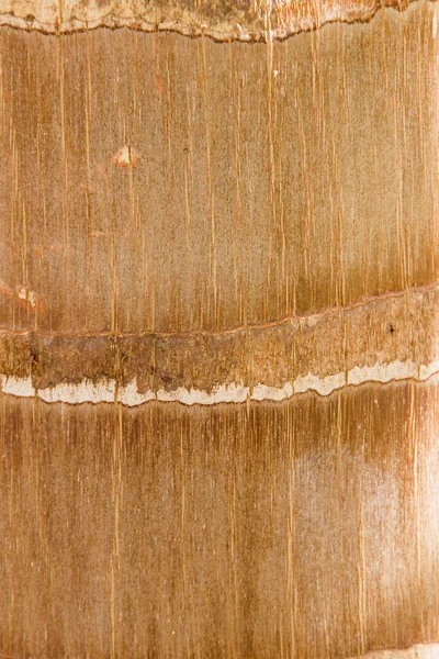 Textura Madeira Uma Árvore Conhecida Rio Janeiro Com Palmeira Real — Fotografia de Stock