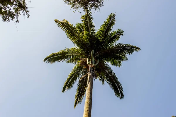 Royal Palm Tree Πολύ Δημοφιλή Στη Βραζιλία — Φωτογραφία Αρχείου