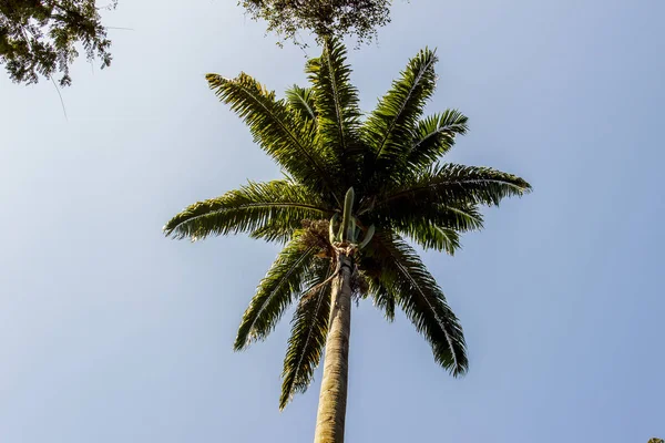 Palmera Real Muy Popular Brasil —  Fotos de Stock