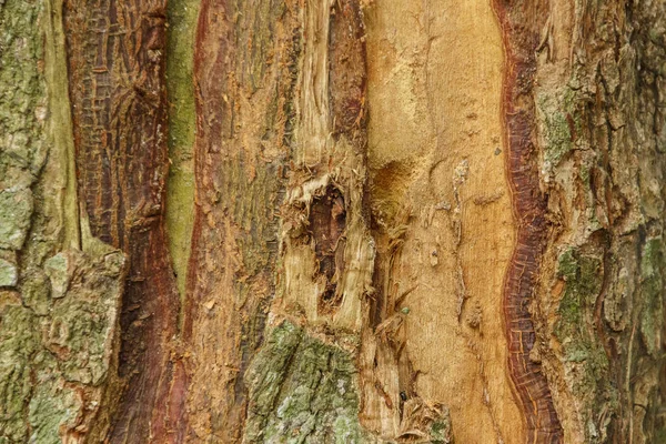Tekstura Drewna Tło — Zdjęcie stockowe
