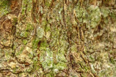 Arkaplan için ahşap doku