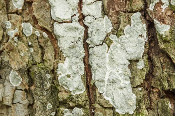 Trä Struktur För Bakgrund — Stockfoto