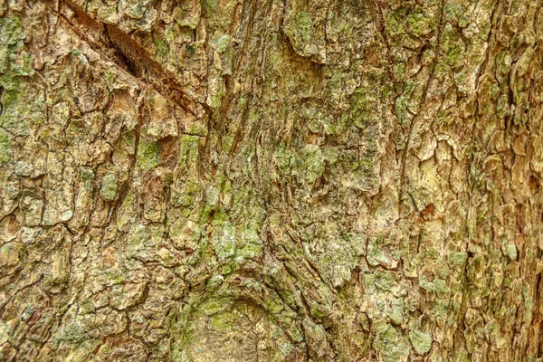 Textura Madera Para Fondo — Foto de Stock