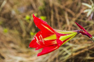 çiçek Brezilya rakım