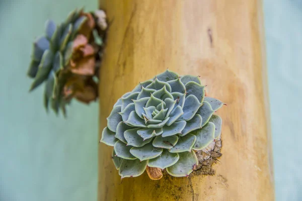 Plantas Brasileiras Livre Verde — Fotografia de Stock