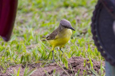Seni çok popüler Brezilyalı kuş gördüm
