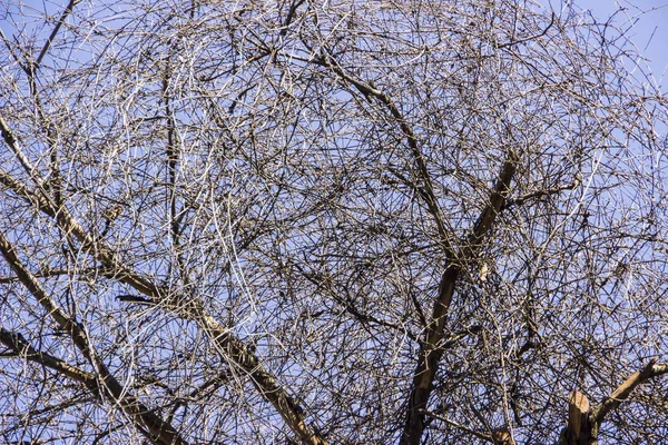 Rami di alberi secchi in autunno — Foto Stock