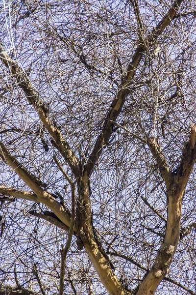 Rami di alberi secchi in autunno — Foto Stock