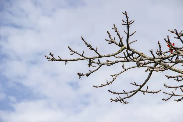 无叶的树枝, 多云的蓝天 — 图库照片
