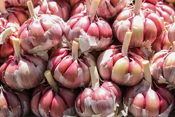 Garlic heads lined up