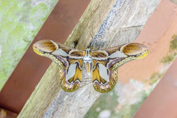 Schmetterlinge und Insekten — Stockfoto