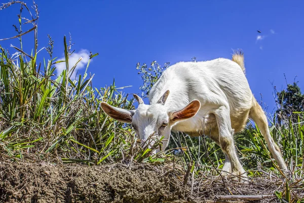 Chèvre mangeant de l'herbe — Photo