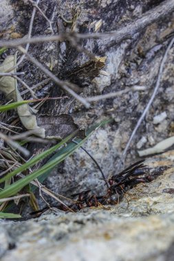 Brezilya böcekleri açık havada