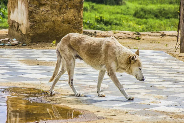 Cão popularmente conhecido como rafeiros — Fotografia de Stock