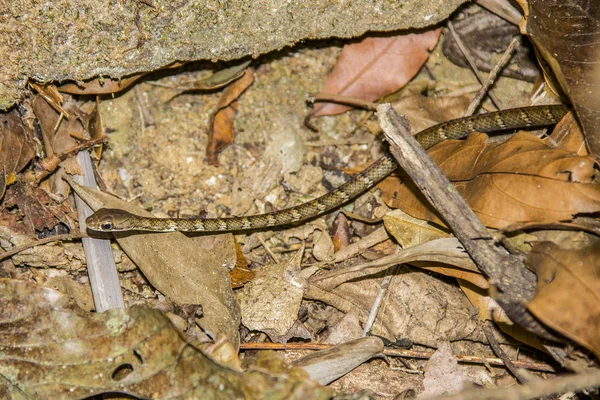 Serpents brésiliens en plein air — Photo