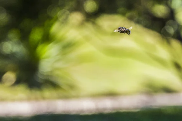 Brazil rovarok a szabadban — Stock Fotó