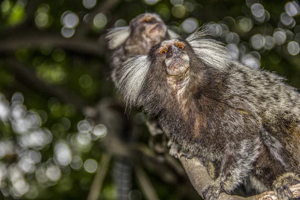 Macacos brasileiros ao ar livre — Fotografia de Stock
