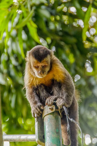 Unha macaco ao ar livre — Fotografia de Stock