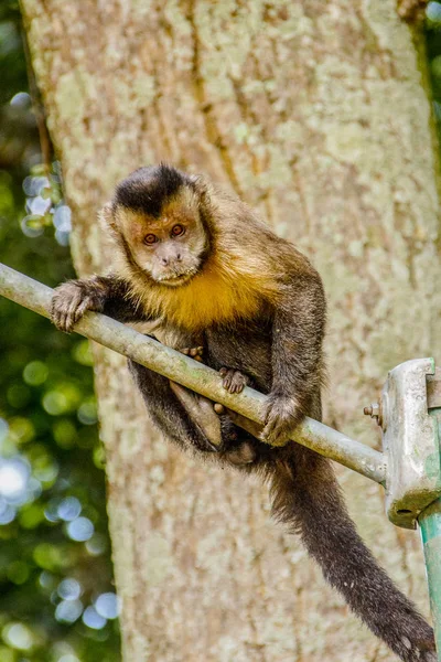Unha macaco ao ar livre — Fotografia de Stock