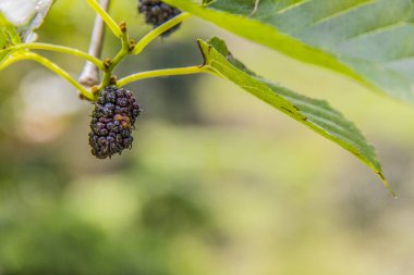 Brezilya ayağında böğürtlen