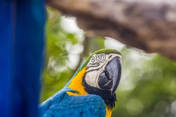 Macaw - Brazilian birds outdoors — Stock Photo, Image