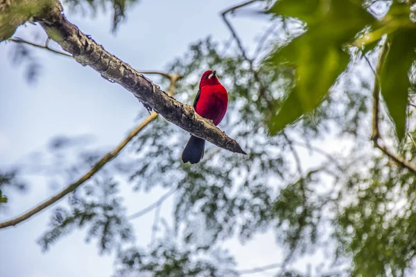 Oiseau brésilien populairement connu avec cravate de sang — Photo