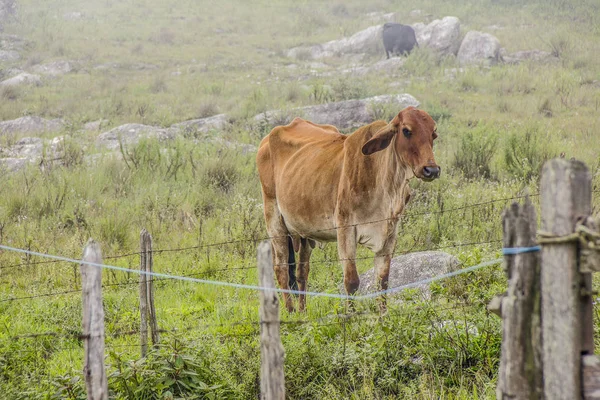 Vaches et bœuf brésilien — Photo