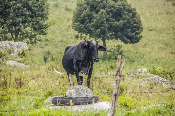 Vacas y buey brasileño —  Fotos de Stock