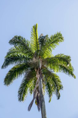 Brezilya palmiye ağacı