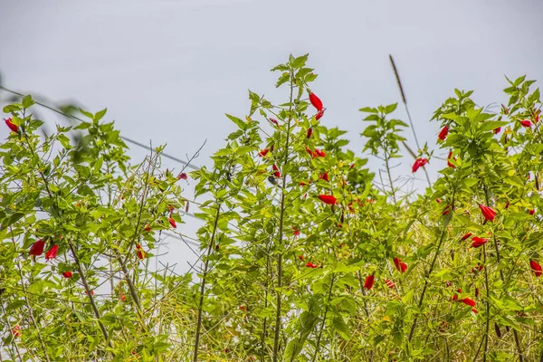 Hibiscus with flowers — Stock Photo, Image