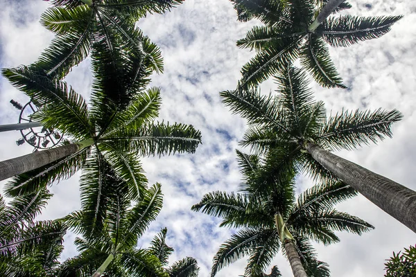 Бразильская пальма — стоковое фото