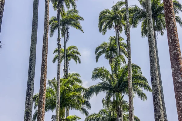 Brazil pálmafa — Stock Fotó