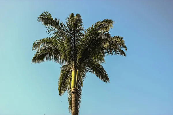 Brazil pálmafa — Stock Fotó