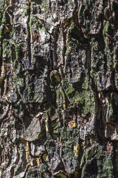 Textura de corteza de árbol para fondo — Foto de Stock