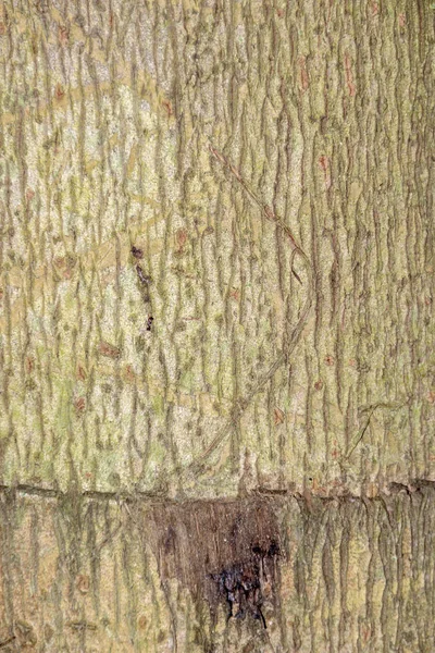 Textura de corteza de árbol para fondo — Foto de Stock