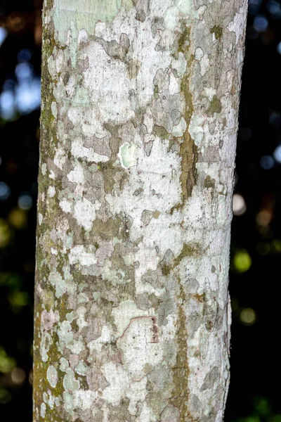 Textura de corteza de árbol para fondo —  Fotos de Stock