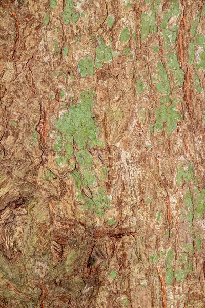 Tree bark texture for background — Stock Photo, Image
