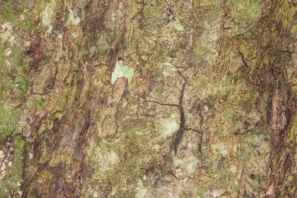 Textura de casca de árvore para fundo — Fotografia de Stock