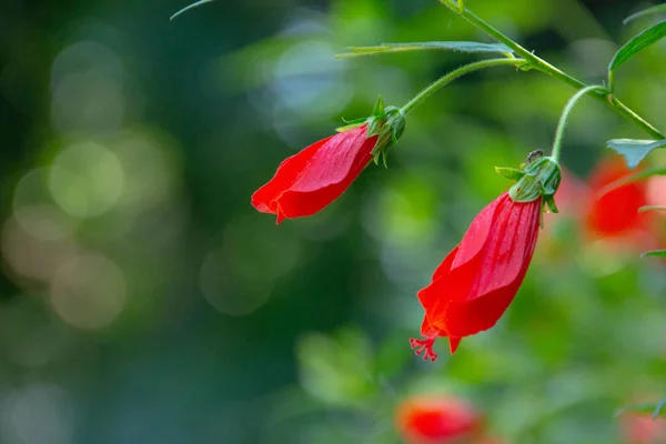 Röd hibiskus utomhus med suddig bakgrund i Rio de Janeiro. — Stockfoto