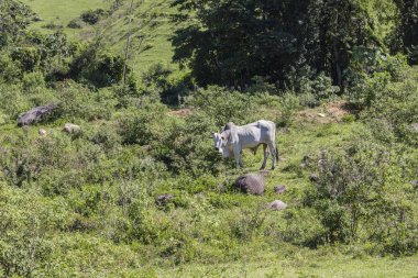 rio de janeiro çapraz çapraz x tomascar görsel geçiş