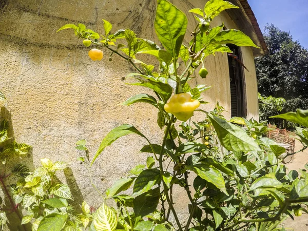 Visual of the trail between the neighborhoods of jacarepagu�� and campo grande in rio de janeiro — Zdjęcie stockowe