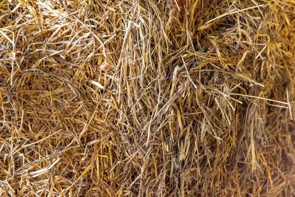 Texture for yellow hay background — Stock Photo, Image