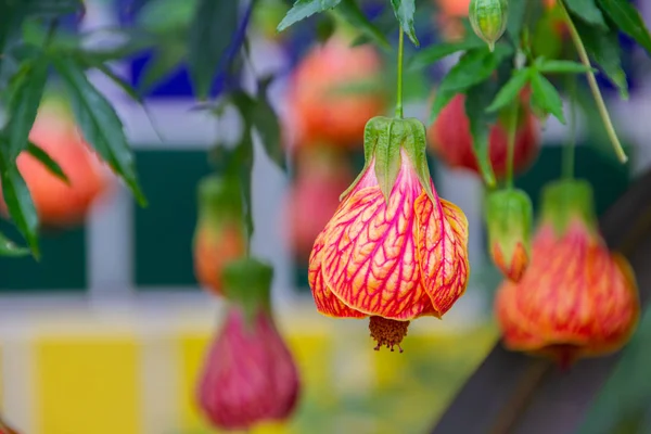 Abutilon  hybridum is a species name used for a wide variety of different types of flowering plants  in the genus Abutilon. — Stock Photo, Image