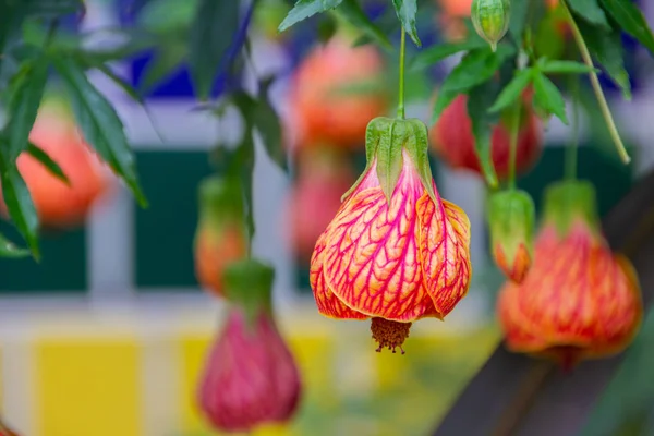 Abutilon hybridum cinsi Abutilon çiçekli bitkilerin farklı çeşitli için kullanılan bir tür adıdır.