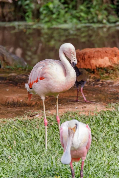Flamingo auf einem grünen Rasen in Santa Catarina — Stockfoto