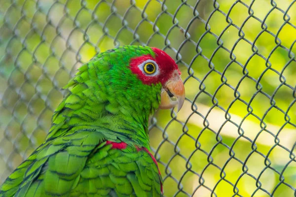 Uccello noto come Pappagallo dagli occhiali rossi — Foto Stock